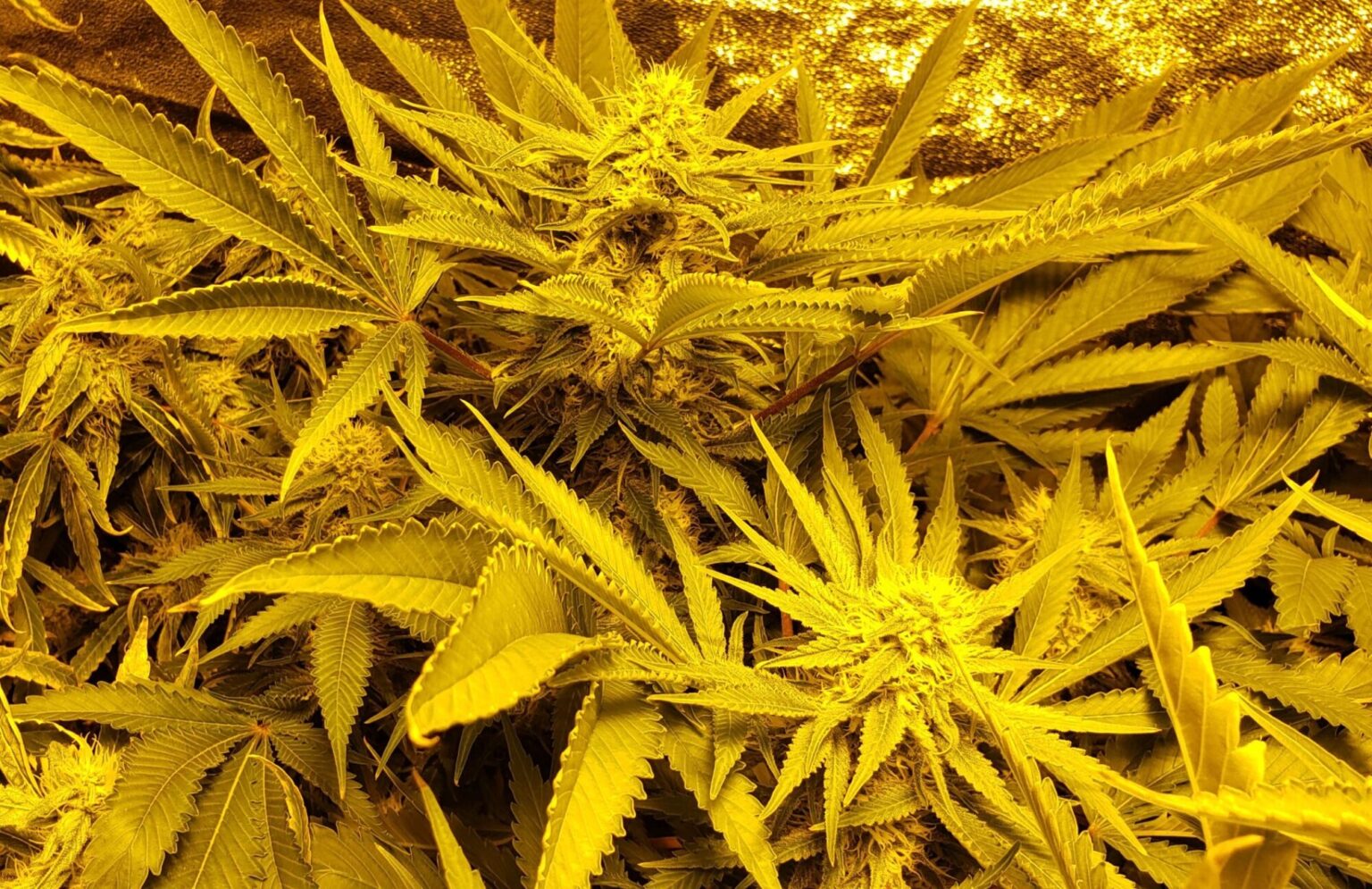 how to grow marijuana