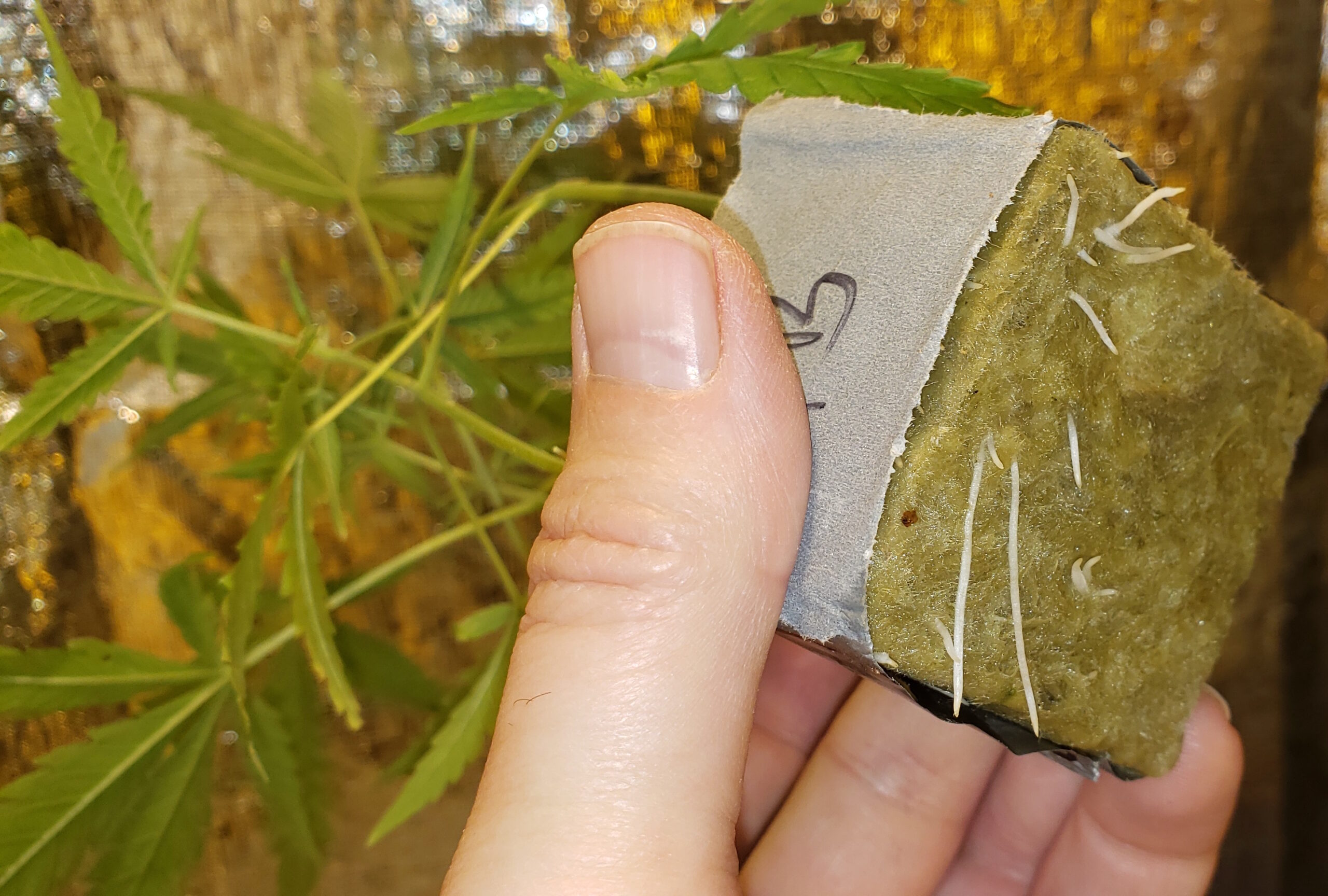 Cloning marijuana plants - roots showing